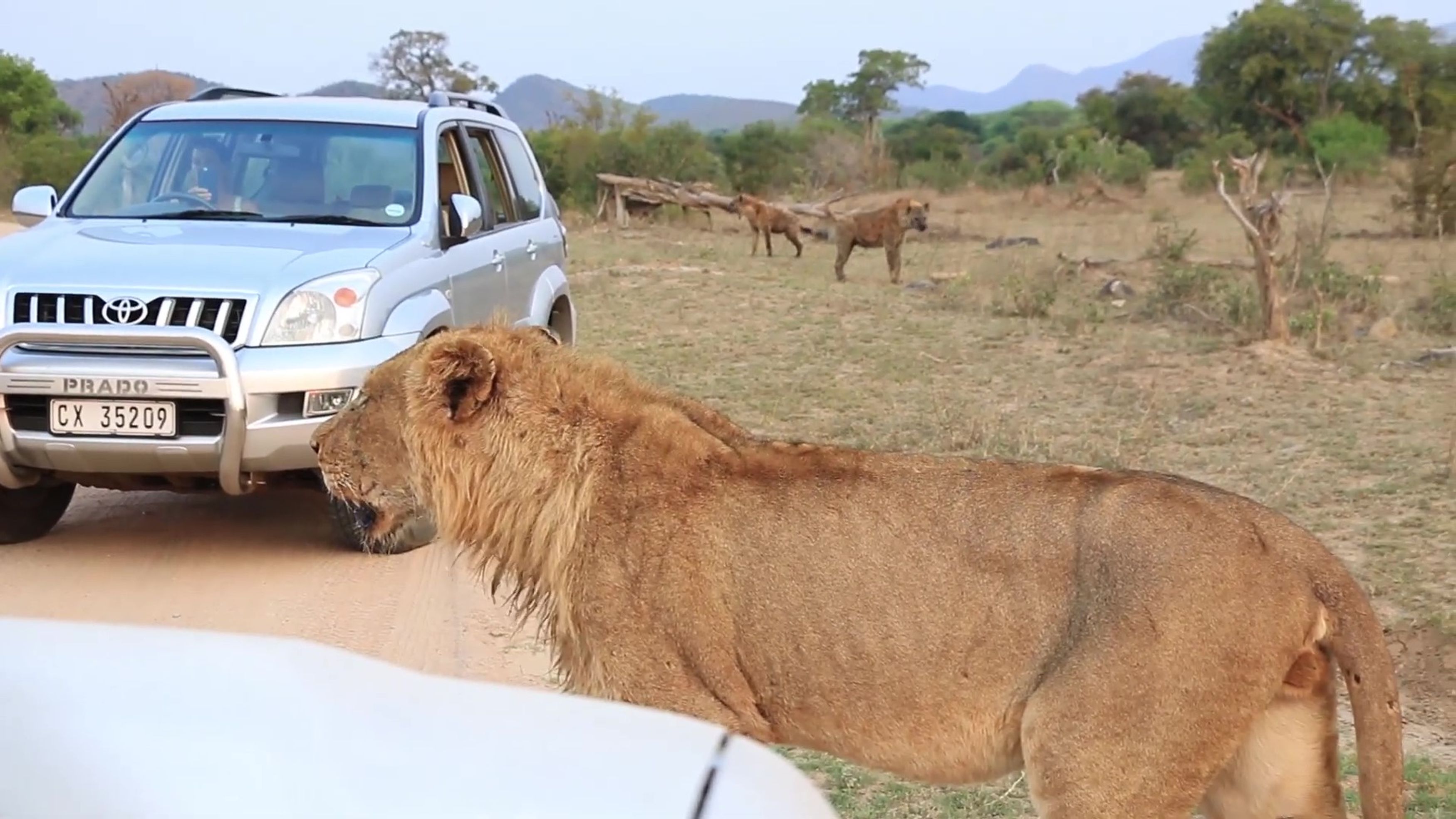 ELEPHANT SAVES LION FROM HYENAS