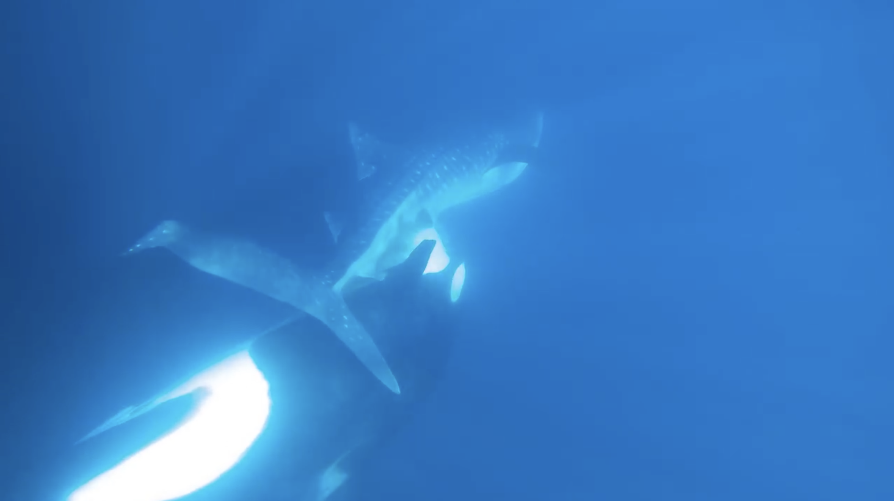 ORCAS EAT WHALE SHARK’S LIVER