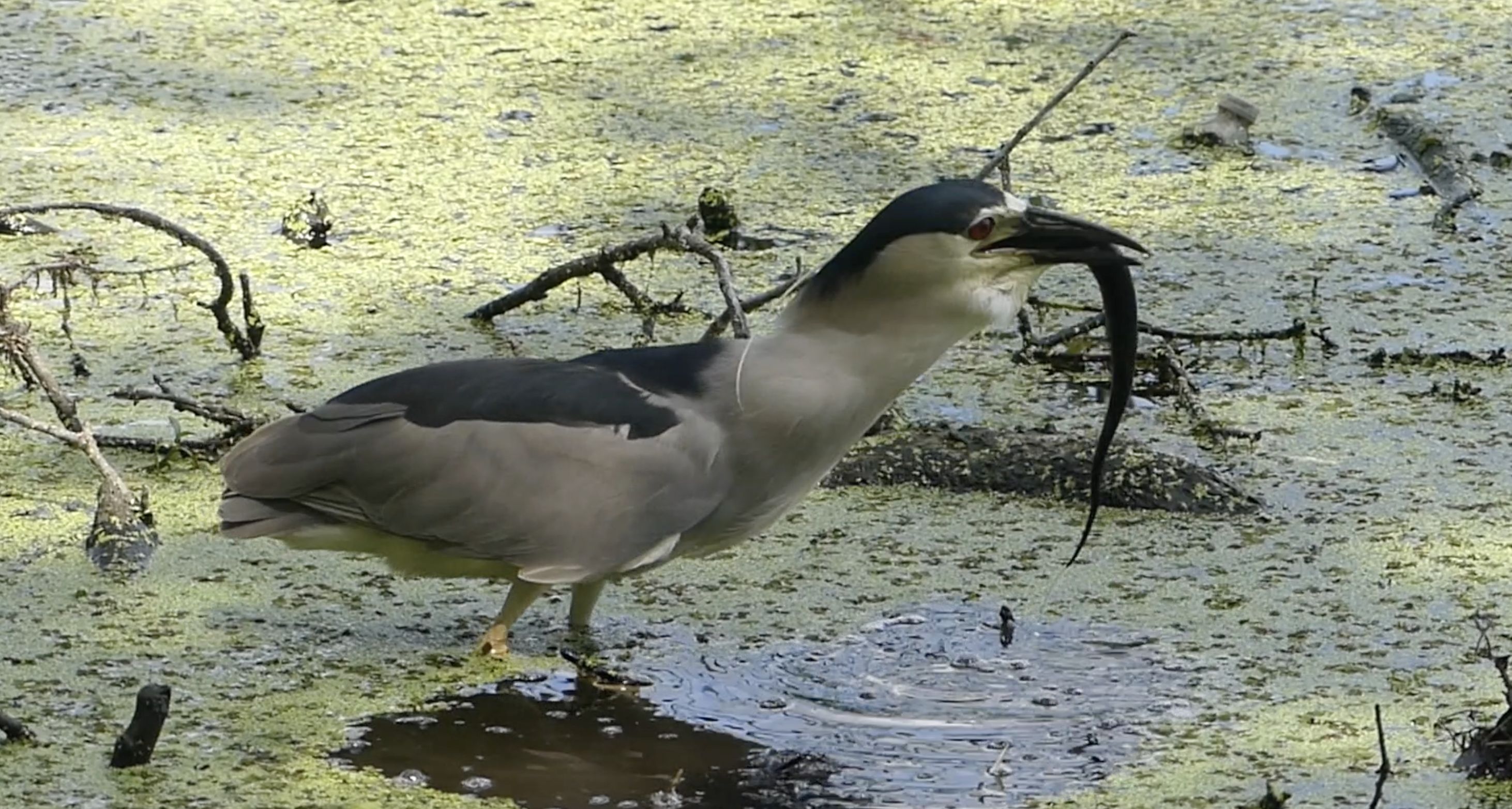 HERON TRIES TO SWALLOW SALAMANDER