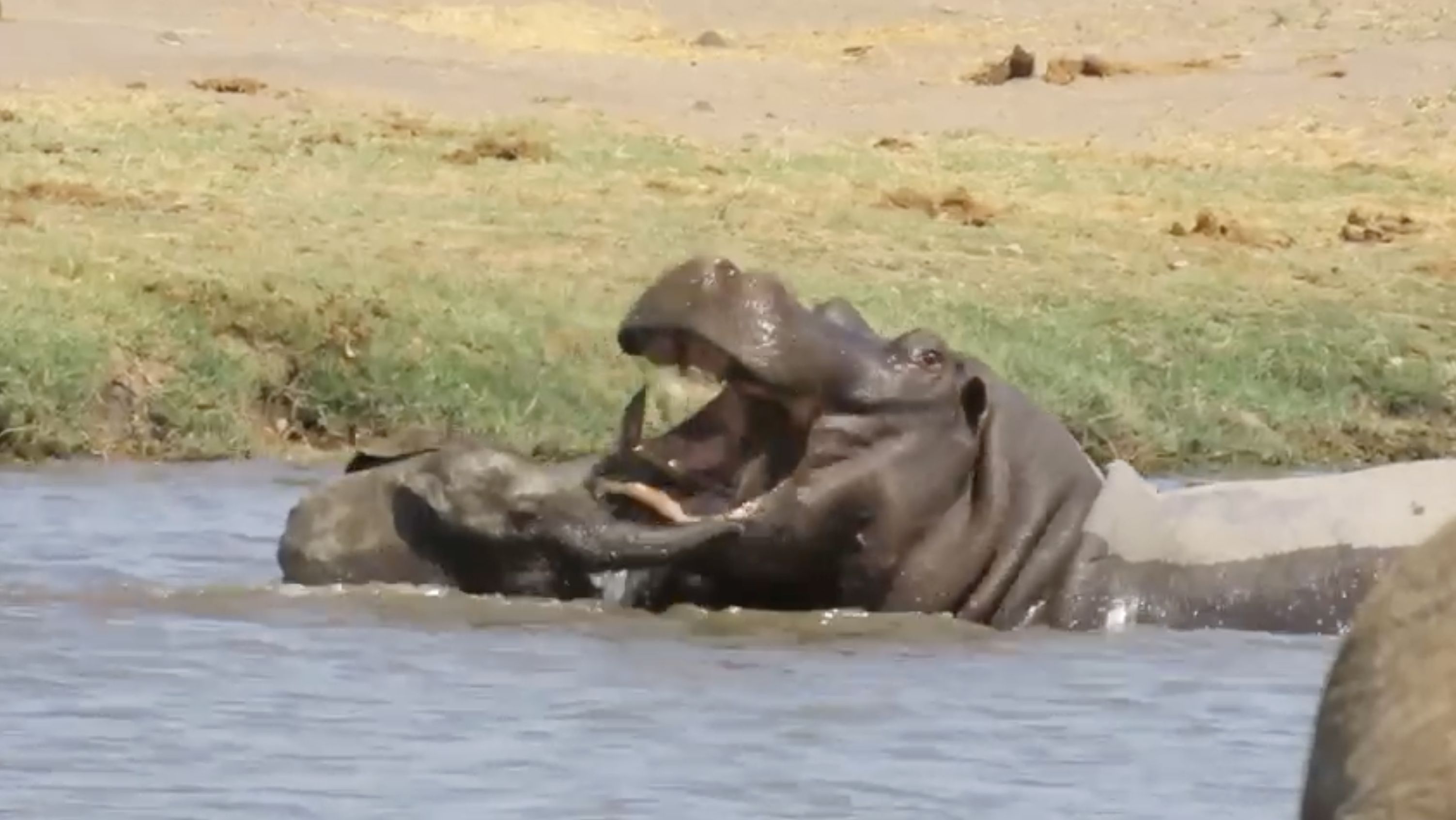 BABY ELEPHANT CHARGES ADULT HIPPO
