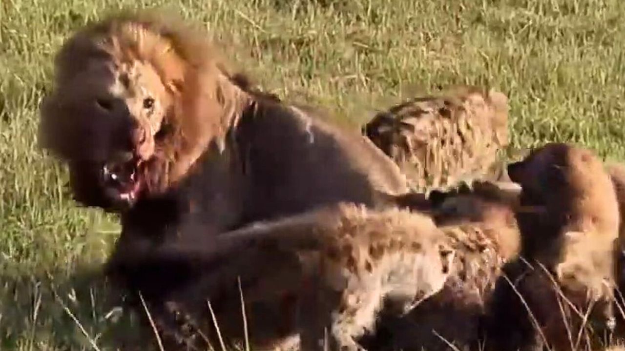 LION FIGHTS 30 HYENAS ALONE