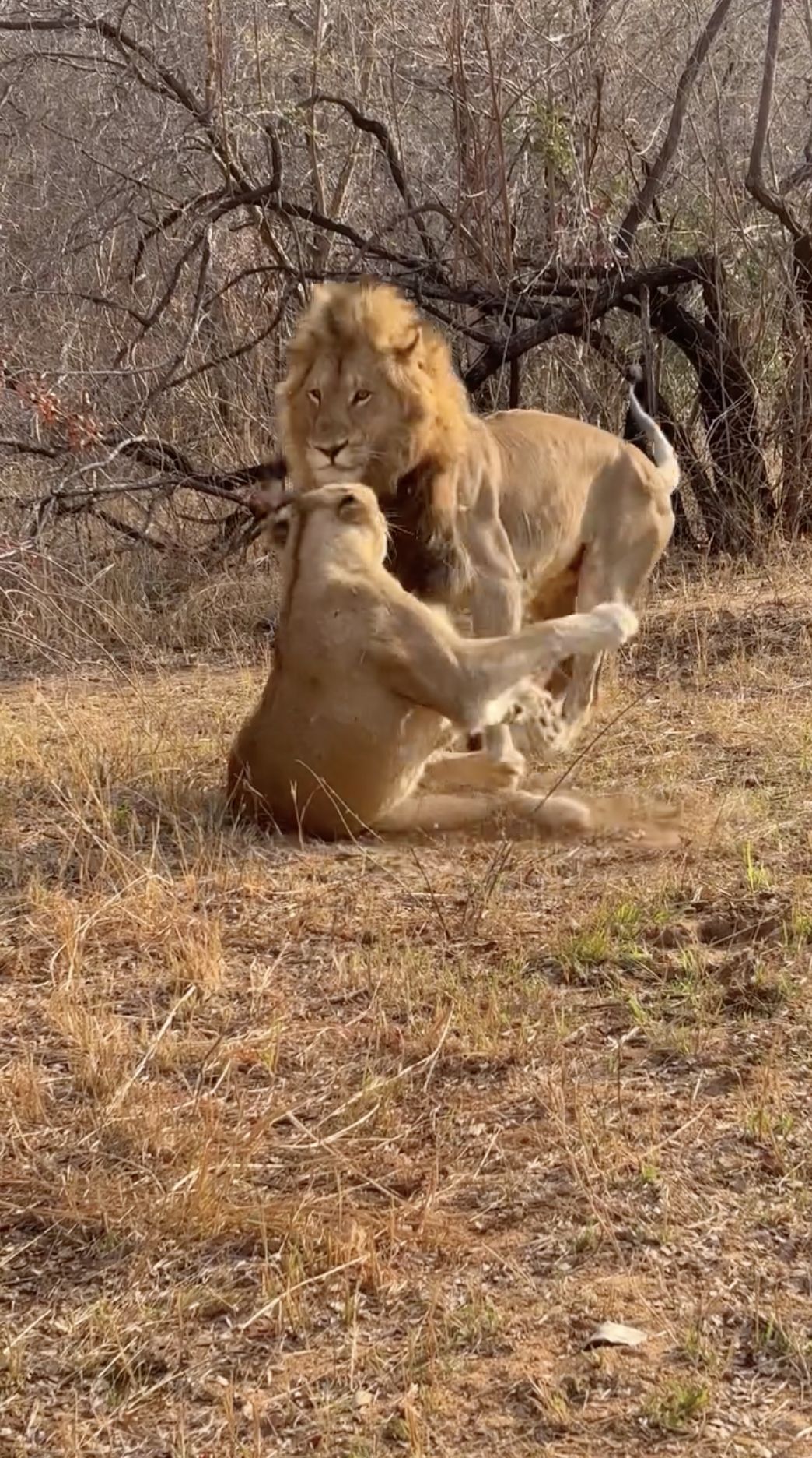 LIONESS TELLS OFF HORNY LION