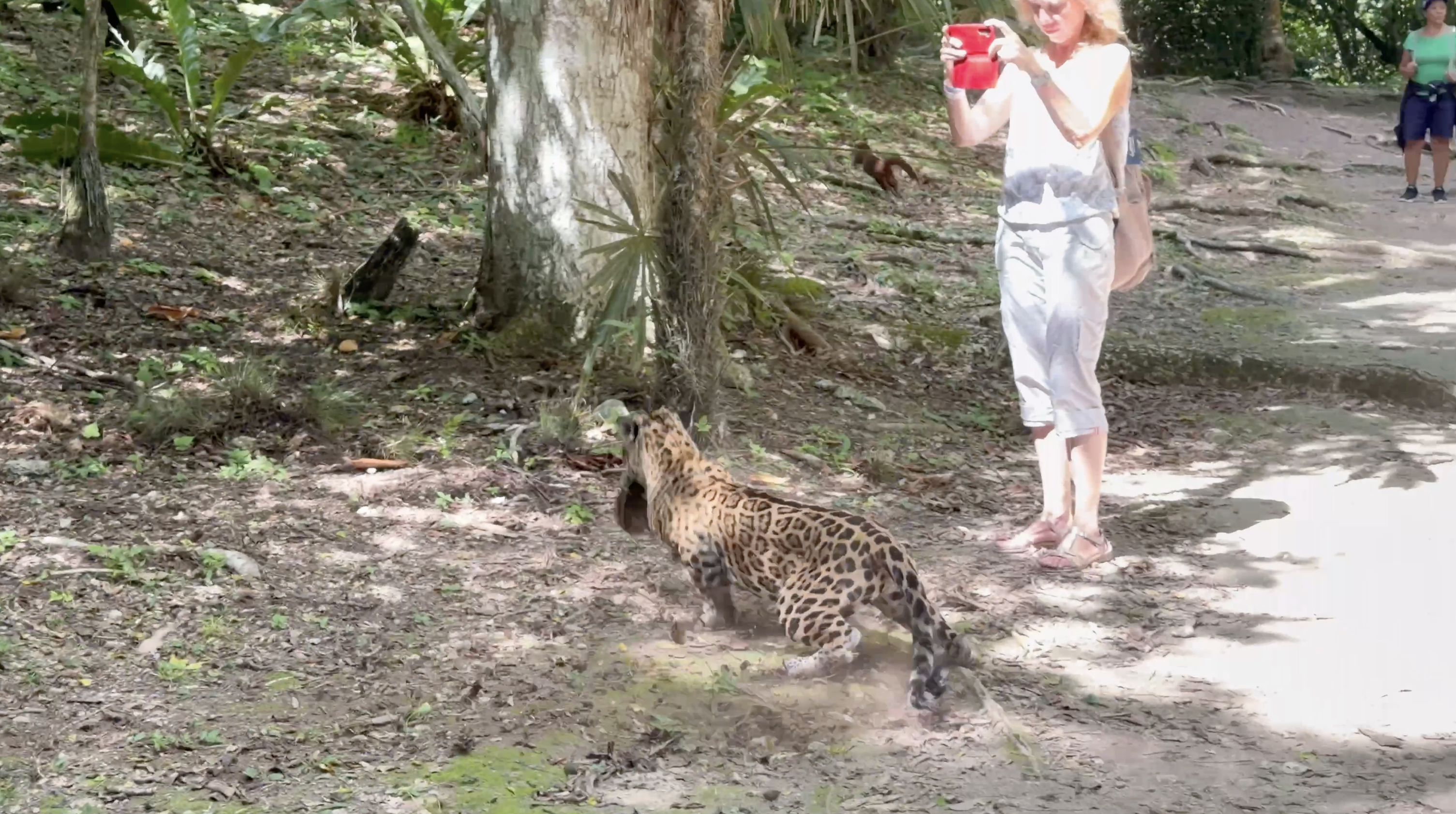 JAGUAR HUNTS BY WOMAN