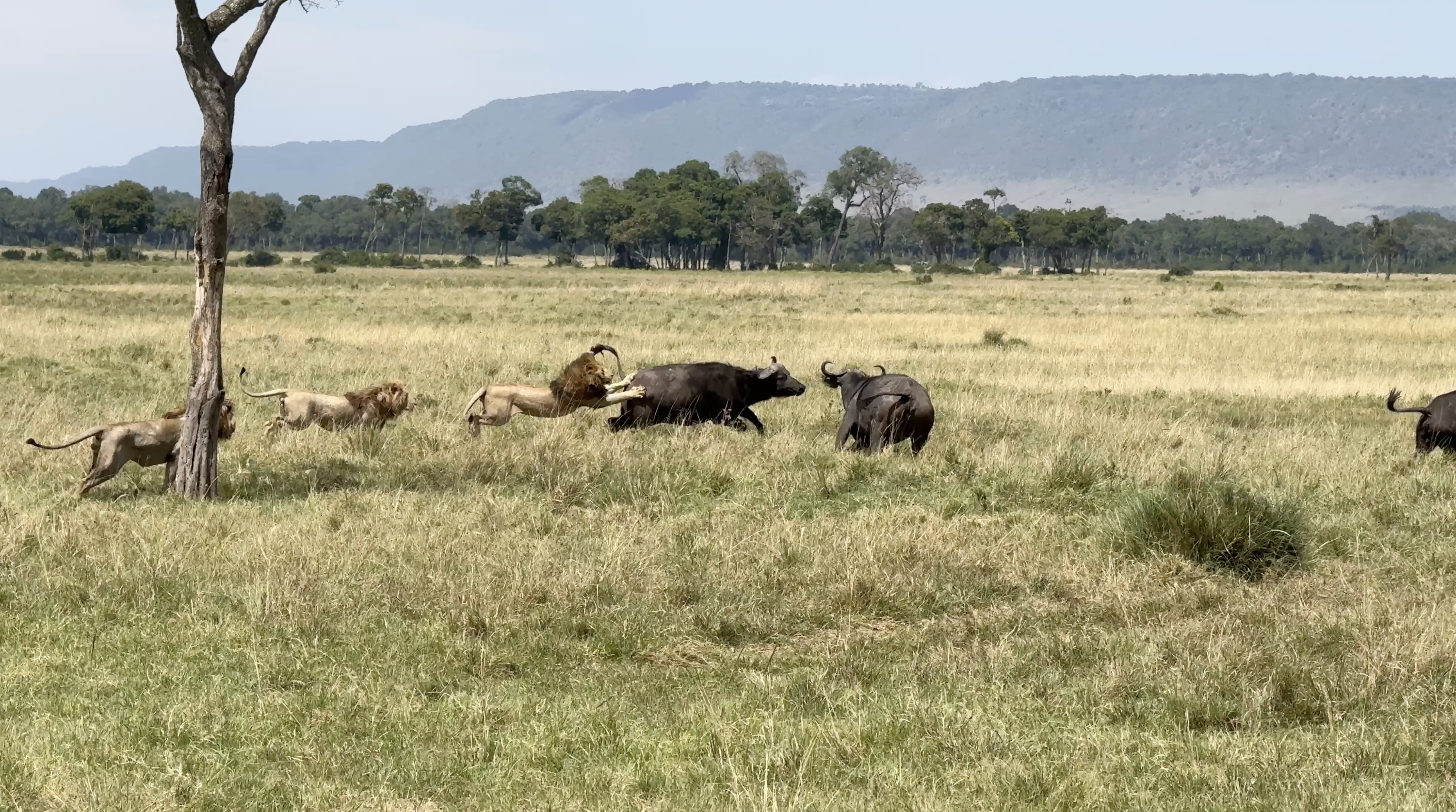 BUFFALOES FIGHT LION PRIDE