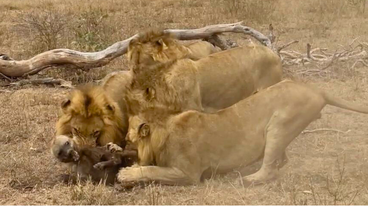 CLAN SAVE HYENA FROM LIONS