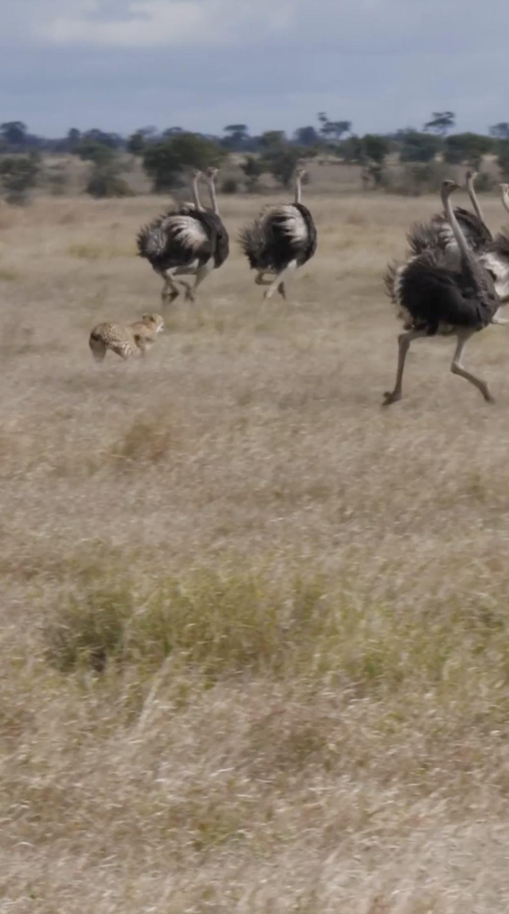 OSTRICH ESCAPES CHEETAH ATTACK