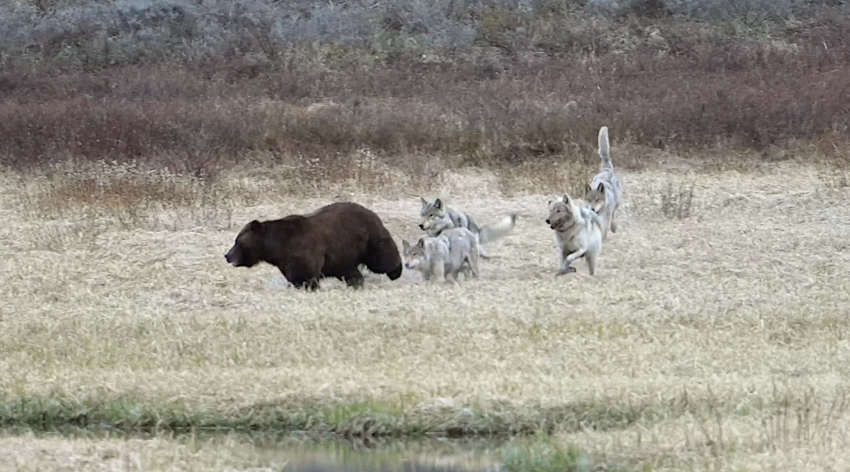 WOLVES CHASE GRIZZLY BEAR