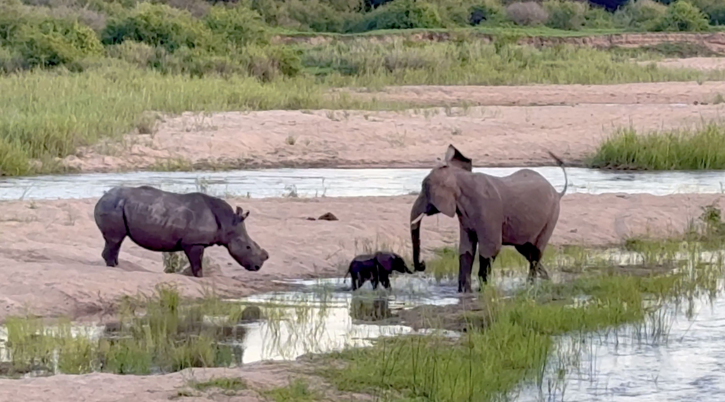 ELEPHANT CHASES RHINO