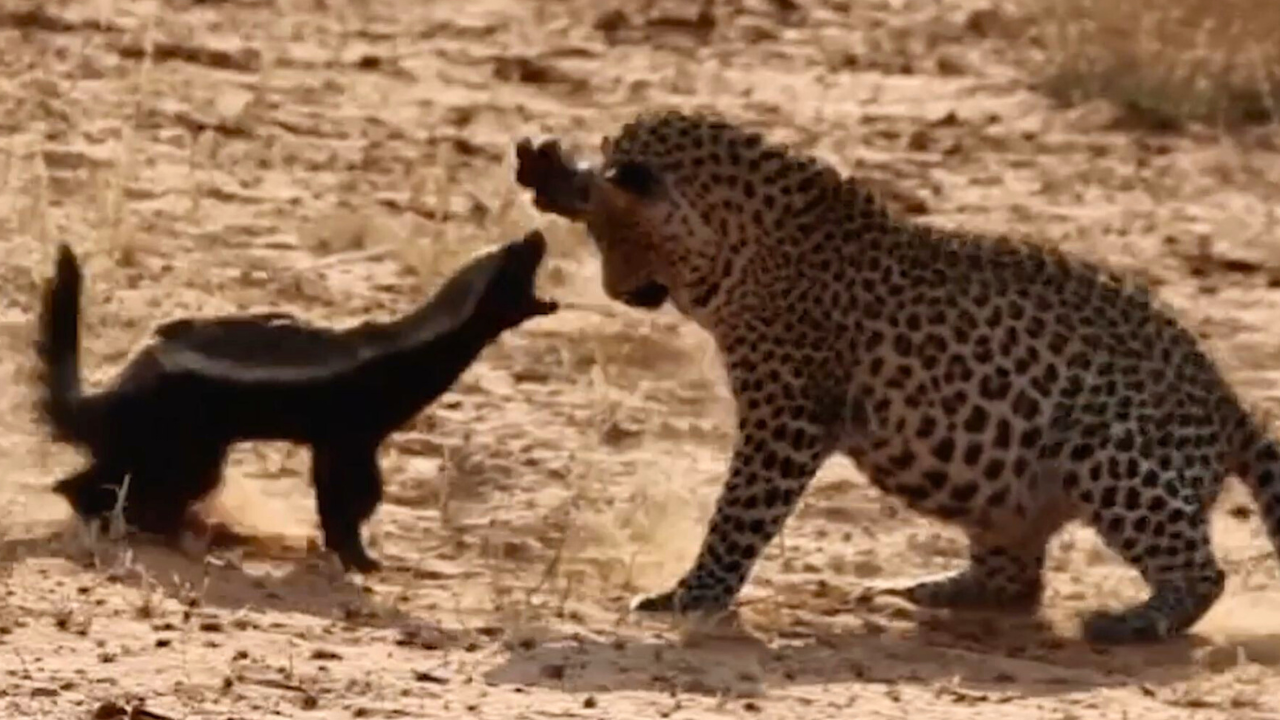 HONEY BADGER FIGHTS LEOPARD