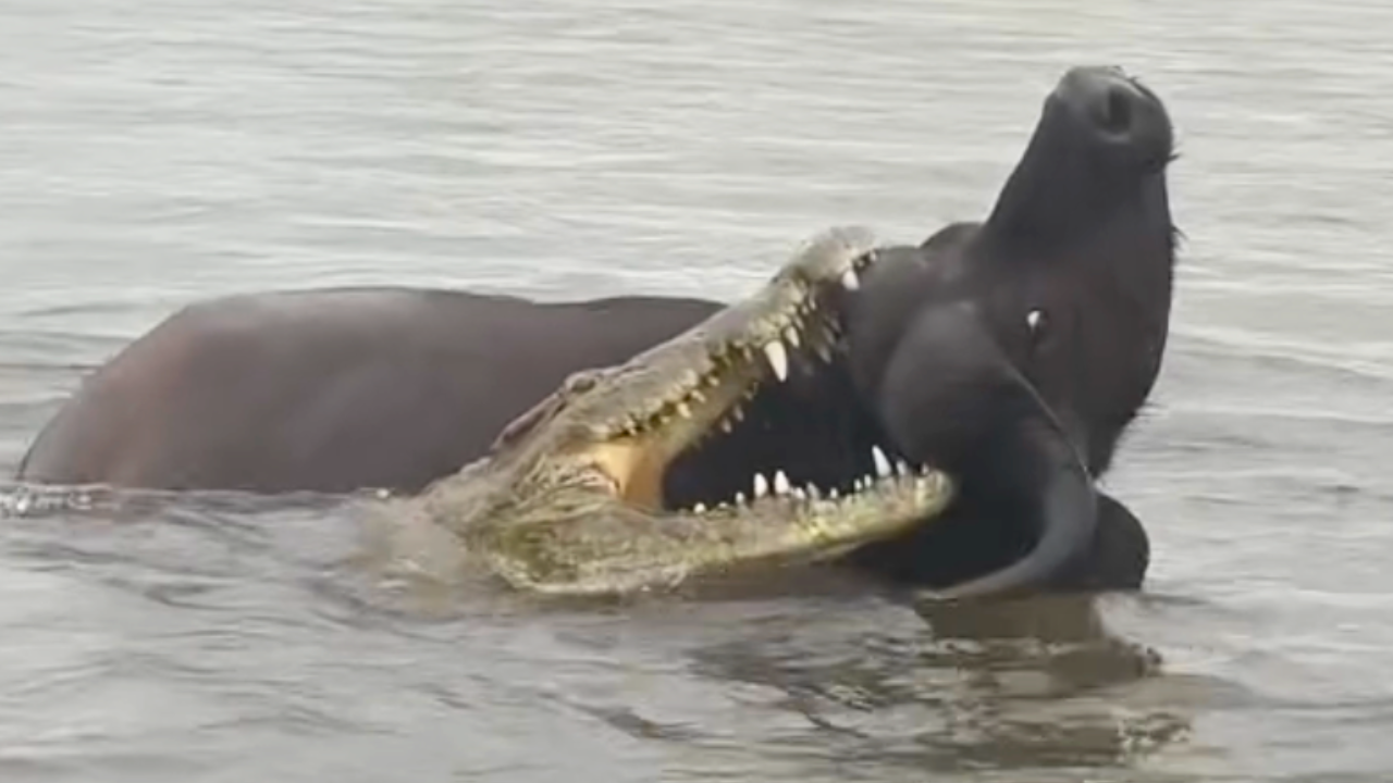 CROCODILE BITES BUFFALO HEAD
