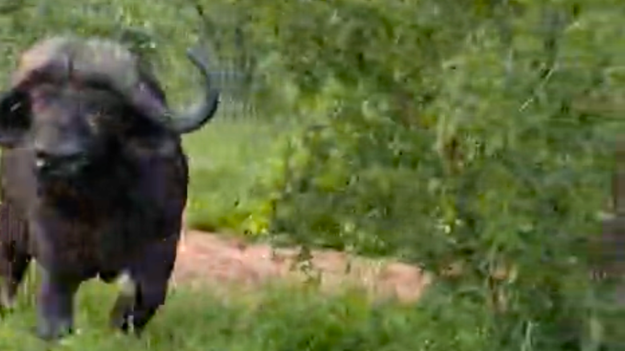 BUFFALO CHARGES SAFARI JEEP