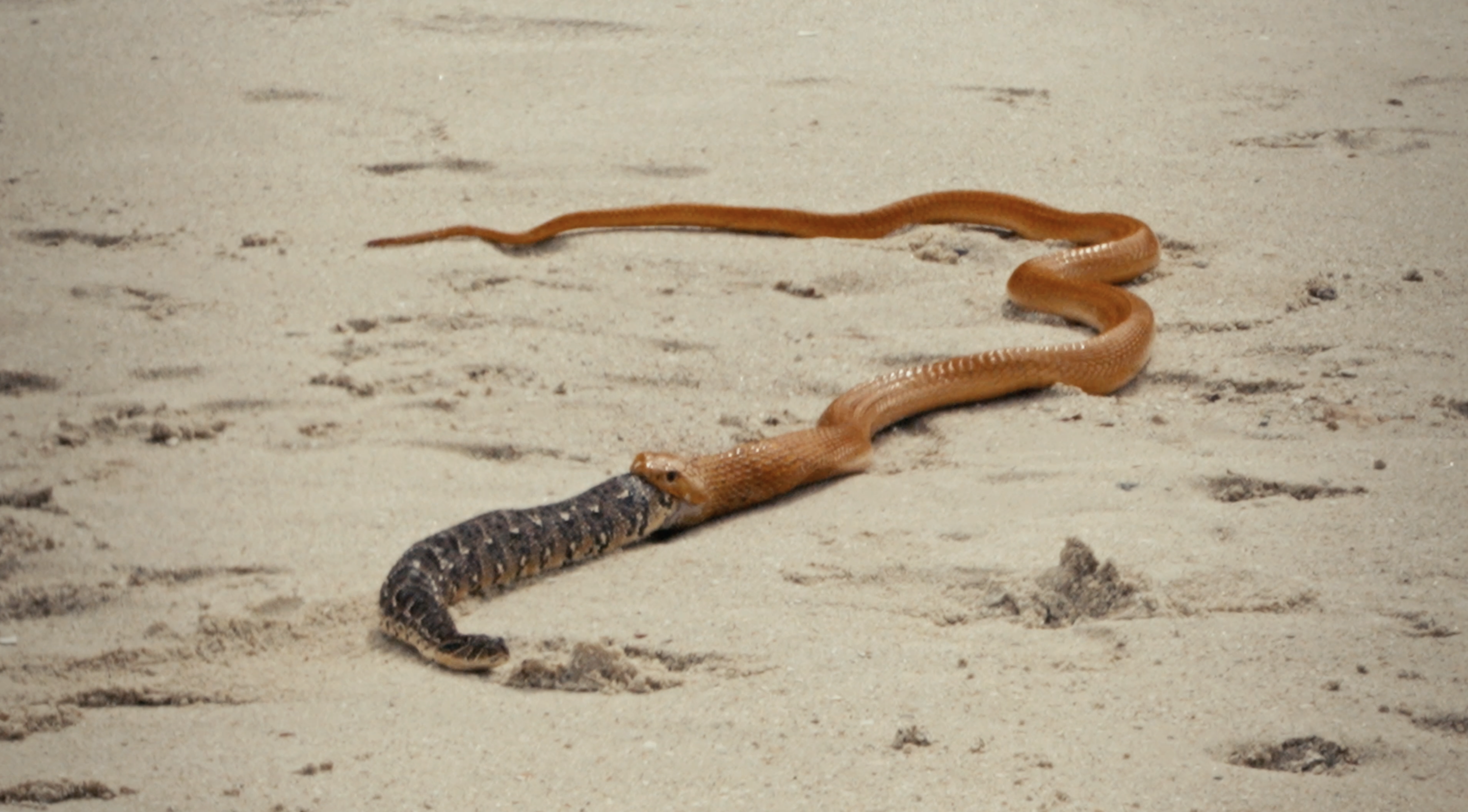 SNAKE SLIDES FROM SNAKE’S MOUTH