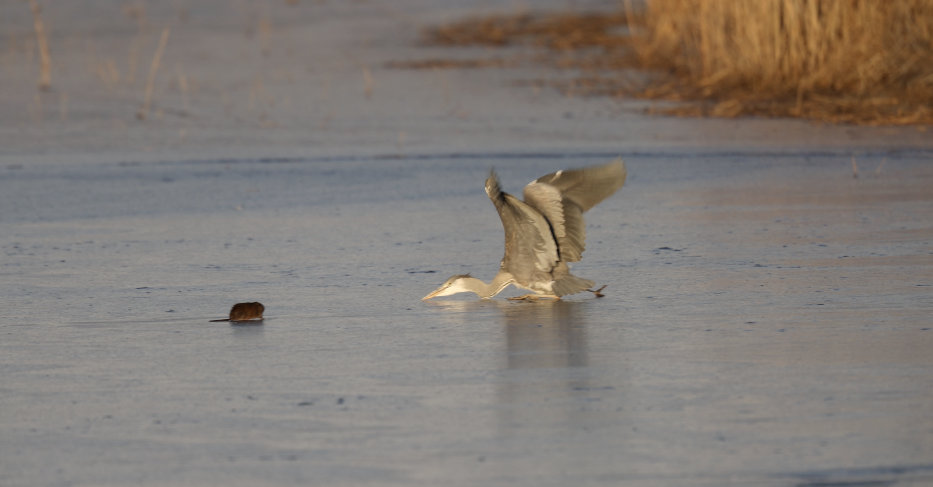 HUNTING HERON SLIPS ON ICE
