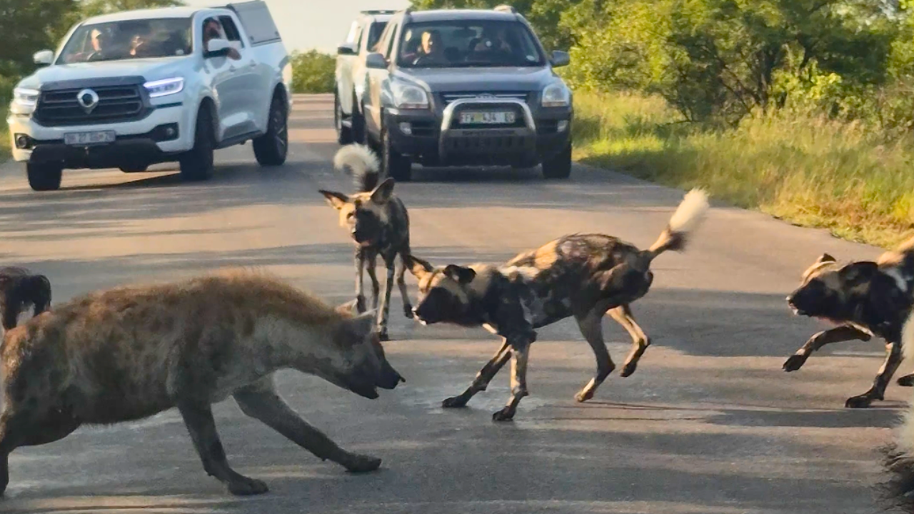 WILD DOGS VS HYENAS