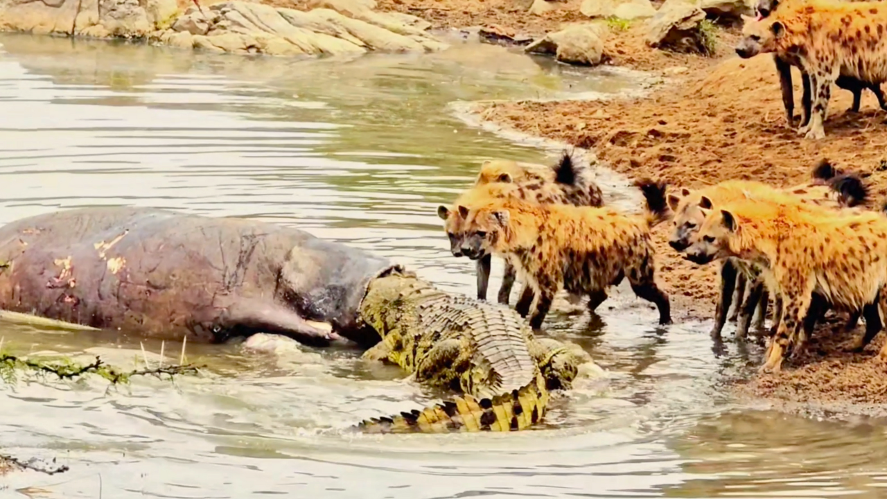 CROCODILE VS HYENAS