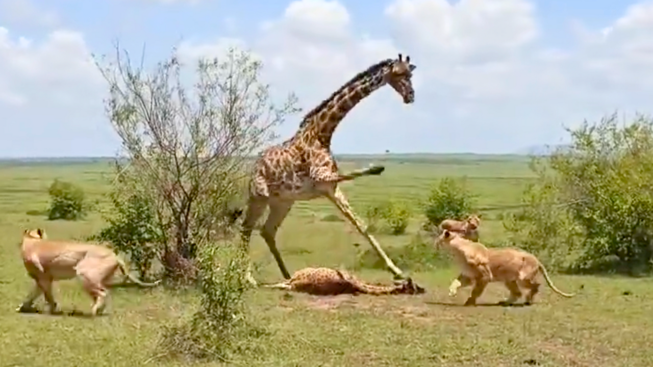 GIRAFFE MUM VS LIONS