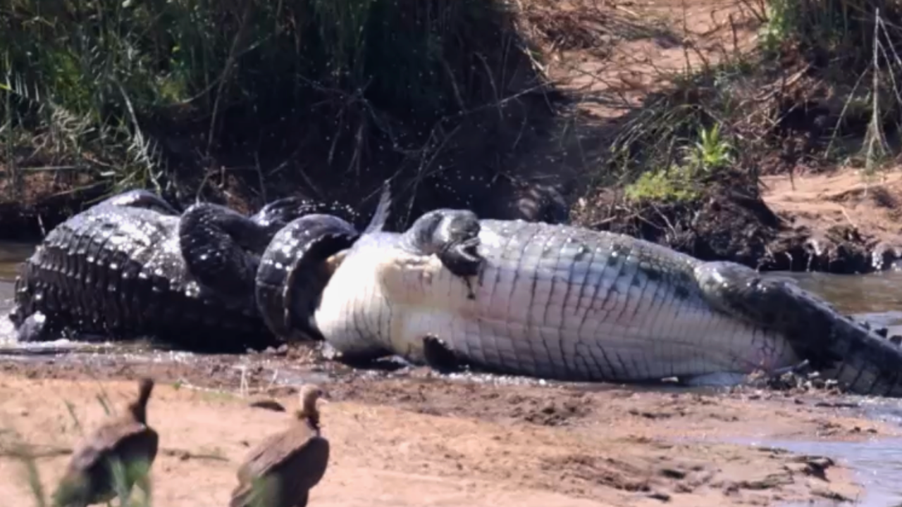 CROCODILE DEATH ROLL